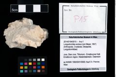 Foto (Objekt + Etikett) von Longodromites excisus (von Meyer, 1857)  (NHMW-GEO-2014-0194-0015)